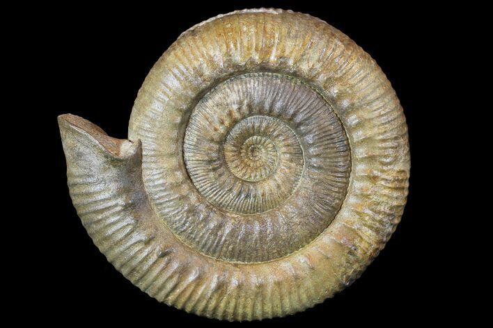 Stephanoceras Ammonite - Dorset, England #77955